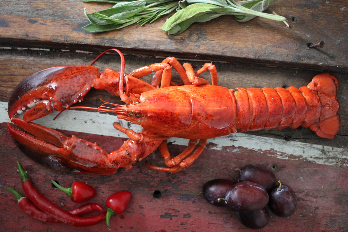 Ganzer Hummer gekocht bestellen 3