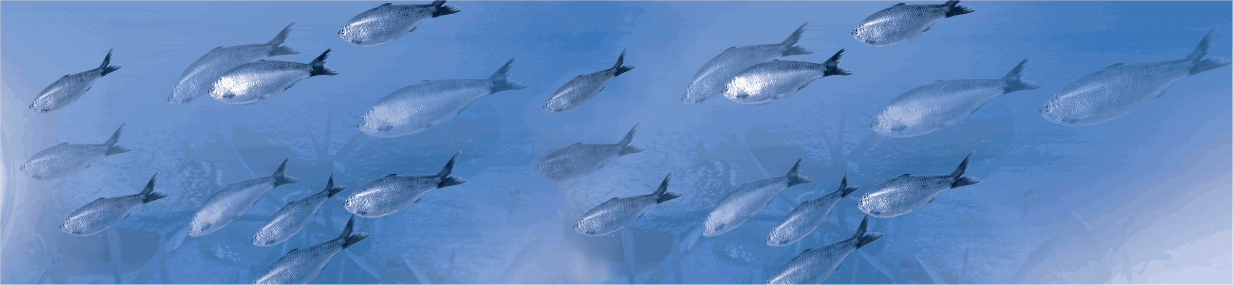Fisch im Fokus: Der Hering: Silber des Meeres